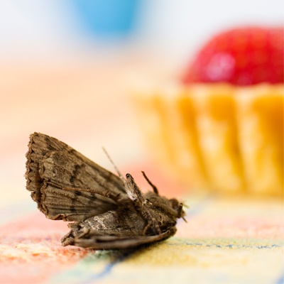 domestic-pests-moth-in-a-house-with-cake